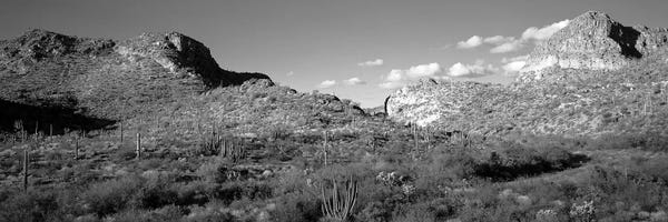 Arizona: Rock Formations, Ajo Mountain Drive, Organ Pipe Cactus National Monument, Arizona, USA (Black And White) by Panoramic Images