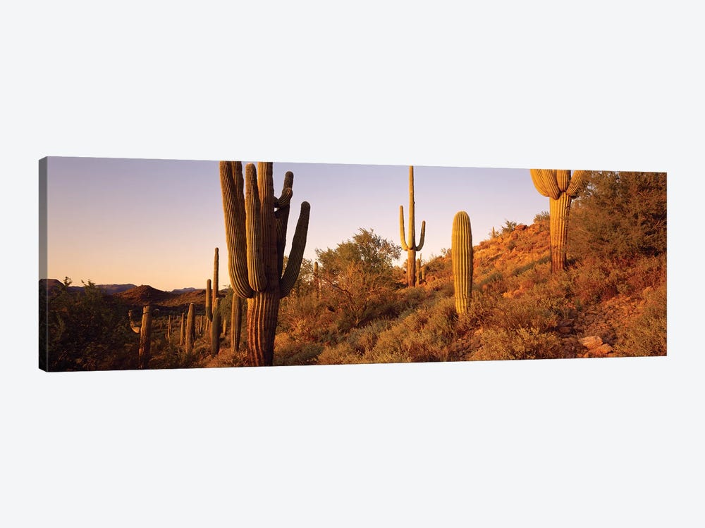 Saguaro Cactus On Hillside, Superstition Mountains, Arizona, USA by Panoramic Images 1-piece Canvas Art Print