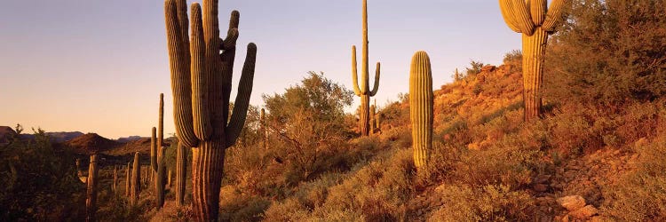 Saguaro Cactus On Hillside, Superstition Mountains, Arizona, USA