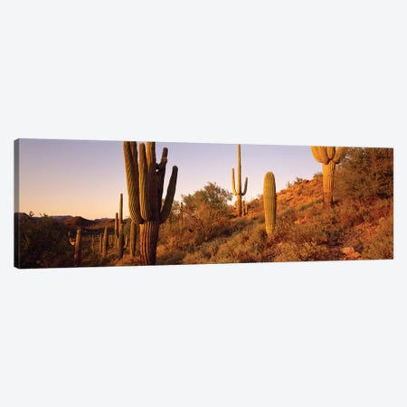 Saguaro Cactus On Hillside, Superstition Mountains, Arizona, USA Canvas Print #PIM14864} by Panoramic Images Canvas Art