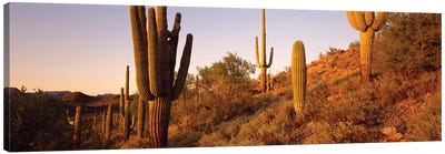 Saguaro Cactus On Hillside, Superstition Mountains, Arizona, USA Canvas Art Print - Desert Landscape Photography