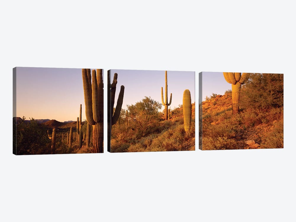 Saguaro Cactus On Hillside, Superstition Mountains, Arizona, USA by Panoramic Images 3-piece Art Print