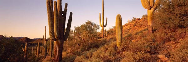 Succulents: Saguaro Cactus On Hillside, Superstition Mountains, Arizona, USA by Panoramic Images