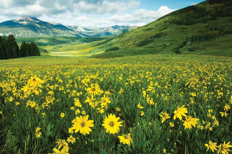 Scenic View Of Wildflowers In A Field, Crested Butte - Canvas Wall Art