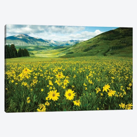 Scenic View Of Wildflowers In A Field, Crested Butte, Colorado, USA I Canvas Print #PIM14893} by Panoramic Images Canvas Artwork