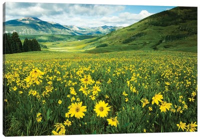 Scenic View Of Wildflowers In A Field, Crested Butte, Colorado, USA I Canvas Art Print - Colorado Art