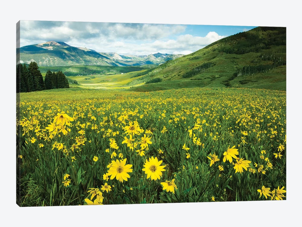 Scenic View Of Wildflowers In A Field, Crested Butte, Colorado, USA I by Panoramic Images 1-piece Canvas Print