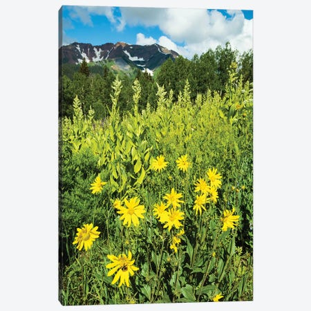 Scenic View Of Wildflowers In A Field, Crested Butte, Colorado, USA II Canvas Print #PIM14894} by Panoramic Images Art Print