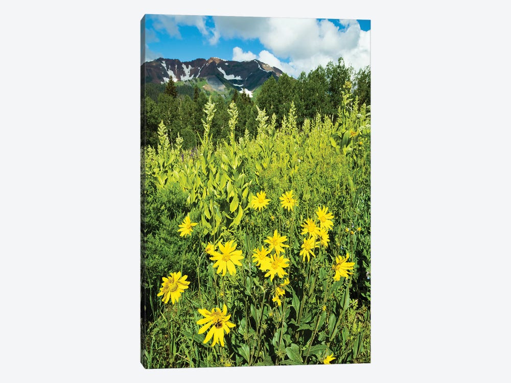 Scenic View Of Wildflowers In A Field, Crested Butte, Colorado, USA II by Panoramic Images 1-piece Canvas Art