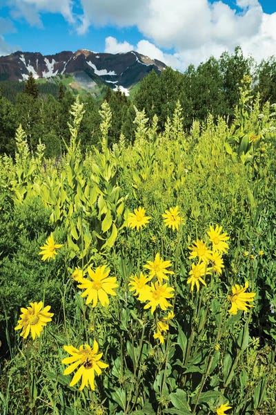 Colorado: Scenic View Of Wildflowers In A Field, Crested Butte, Colorado, USA II by Panoramic Images