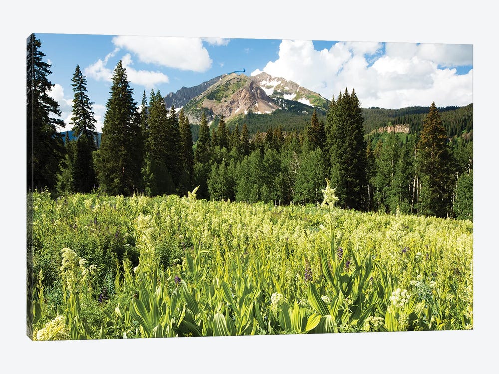 Scenic View Of Wildflowers In A Field, Crested Butte, Colorado, USA III by Panoramic Images 1-piece Art Print