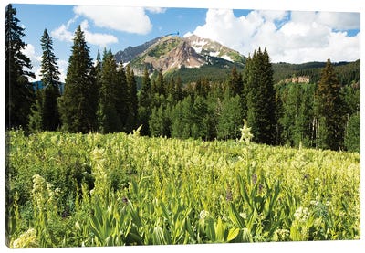 Scenic View Of Wildflowers In A Field, Crested Butte, Colorado, USA III Canvas Art Print - Colorado Art