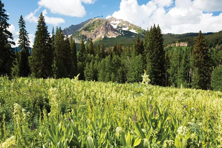 Scenic View Of Wildflowers In A Field, Crested Butte, Colorado, USA III by Panoramic Images wall art