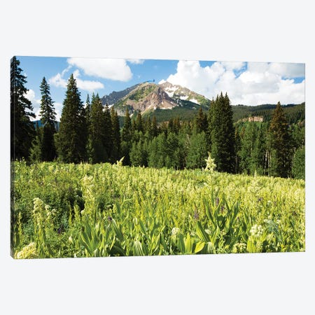 Scenic View Of Wildflowers In A Field, Crested Butte, Colorado, USA III Canvas Print #PIM14895} by Panoramic Images Art Print