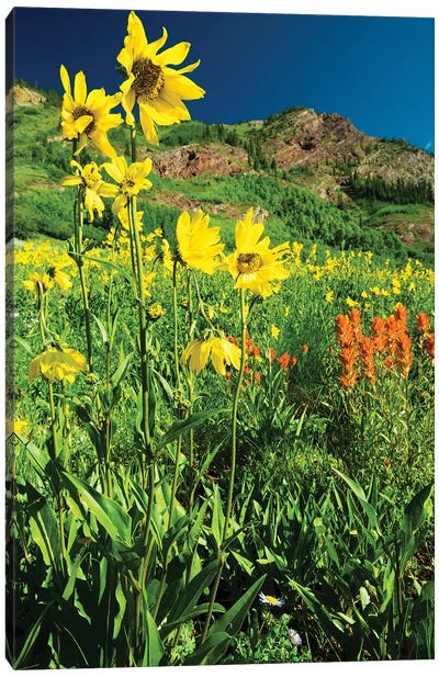 Scenic View Of Wildflowers In A Field, Crested Butte, Colorado, USA IV Canvas Art Print - Garden & Floral Landscape Art