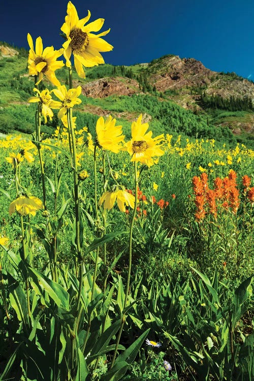 Scenic View Of Wildflowers In A Field, Crested Butte, Colorado, USA IV