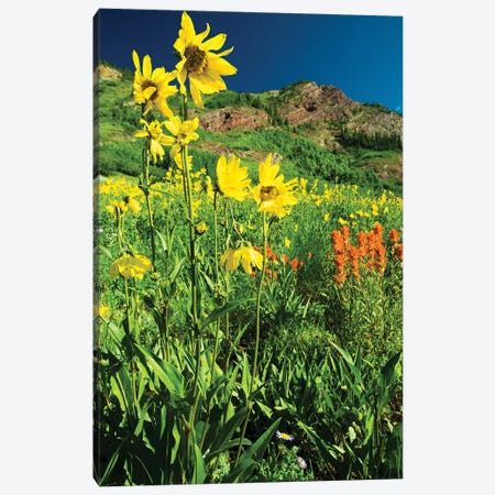 Scenic View Of Wildflowers In A Field, Crested Butte, Colorado, USA IV Canvas Print #PIM14896} by Panoramic Images Canvas Art Print