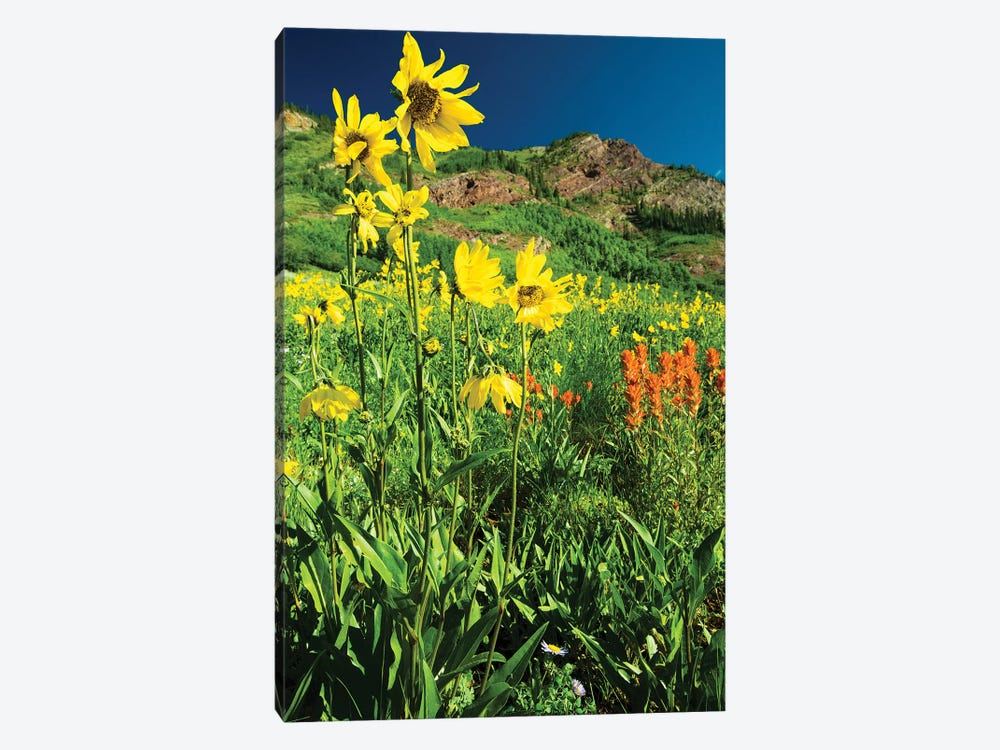 Scenic View Of Wildflowers In A Field, Crested Butte, Colorado, USA IV by Panoramic Images 1-piece Canvas Wall Art