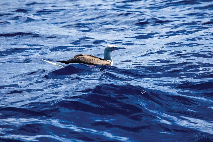 Seabird Swimming In The Pacific Ocean, Bora Bora, Society Islands, French Polynesia