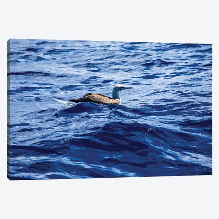 Seabird Swimming In The Pacific Ocean, Bora Bora, Society Islands, French Polynesia Canvas Print #PIM14900} by Panoramic Images Canvas Artwork