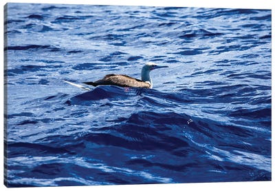 Seabird Swimming In The Pacific Ocean, Bora Bora, Society Islands, French Polynesia Canvas Art Print - Water Art