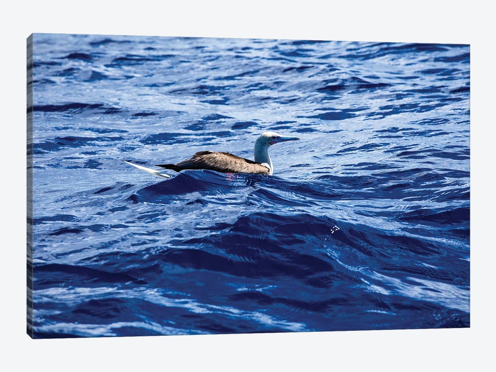 Seabird Swimming In The Pacific Ocean, Bora Bora, Society Islands, French Polynesia by Panoramic Images 1-piece Canvas Wall Art