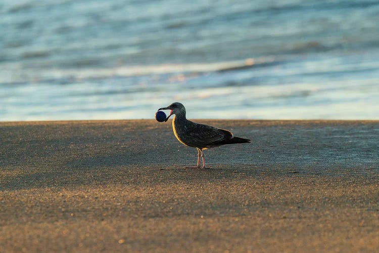 Seagull Carrying Stone Ball In Its Mouth, Seal Beach, Orange County, California, USA