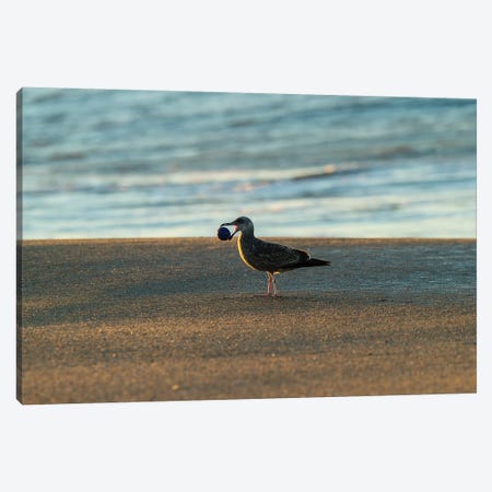 Seagull Carrying Stone Ball In Its Mouth, Seal Beach, Orange County, California, USA Canvas Print #PIM14901} by Panoramic Images Canvas Art