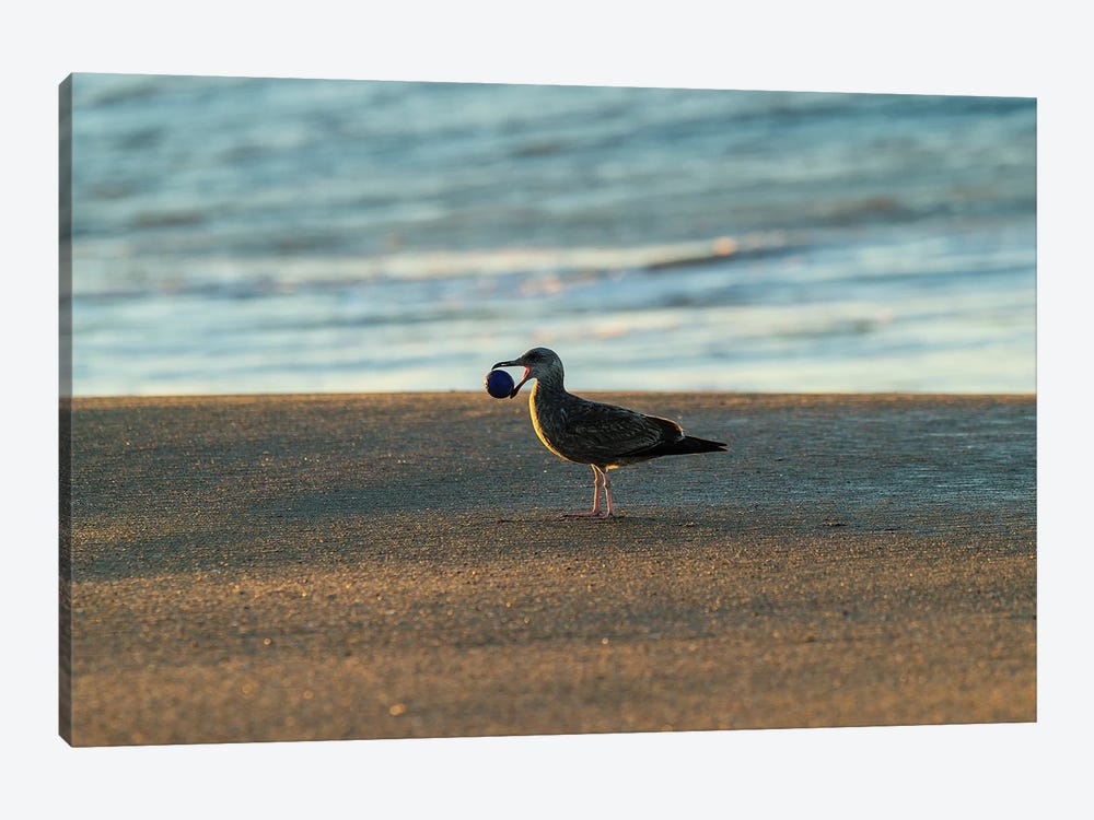 Seagull Carrying Stone Ball In Its Mouth, Seal Beach, Orange County, California, USA by Panoramic Images 1-piece Canvas Art Print