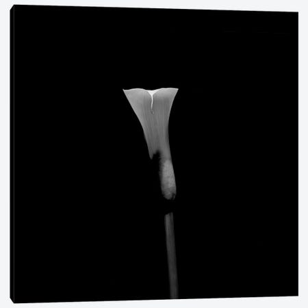 Still Life Shot Of Calla Lily Flower Canvas Print #PIM14935} by Panoramic Images Canvas Artwork