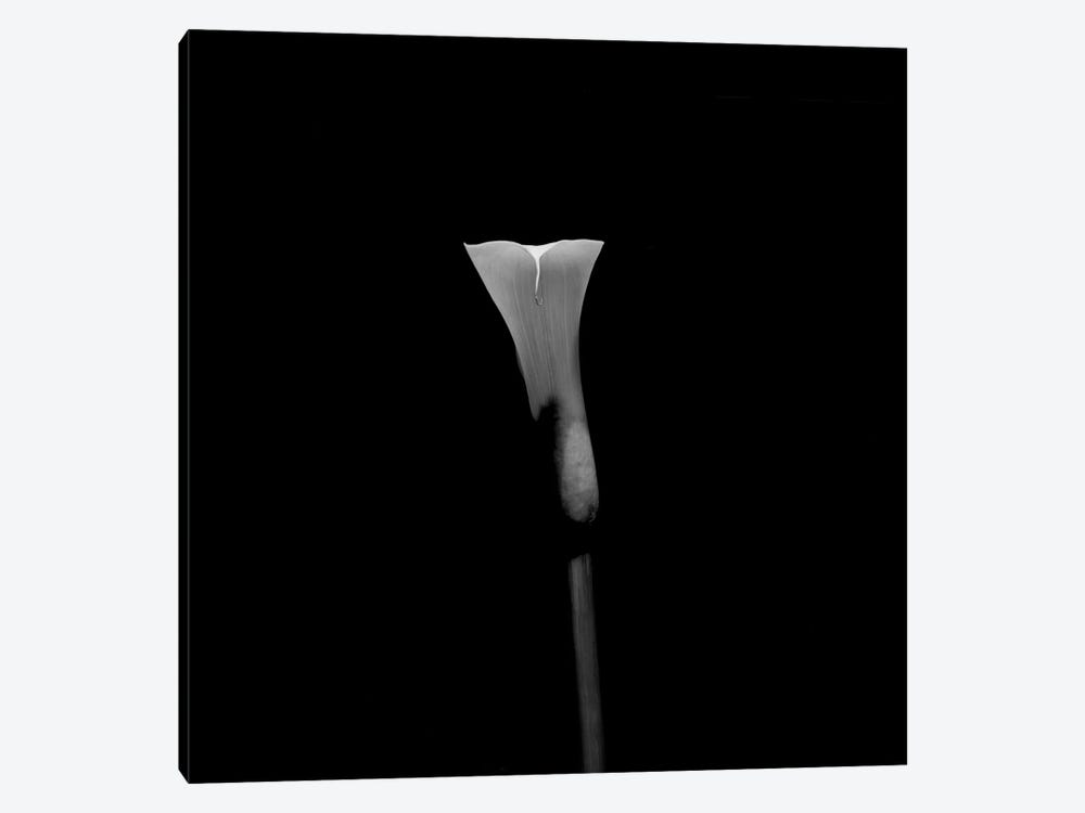 Still Life Shot Of Calla Lily Flower by Panoramic Images 1-piece Canvas Wall Art
