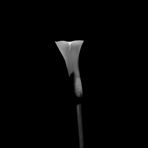 Still Life Shot Of Calla Lily Flower