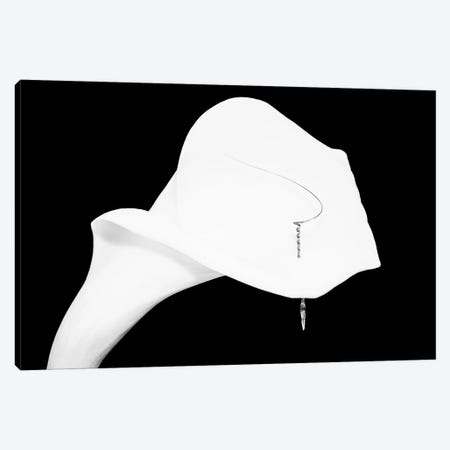 Still Life Shot Of Pierced Calla Lily Flower I Canvas Print #PIM14936} by Panoramic Images Canvas Art