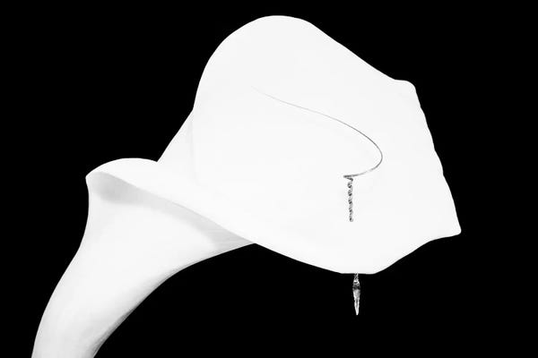 Still Life Shot Of Pierced Calla Lily Flower I