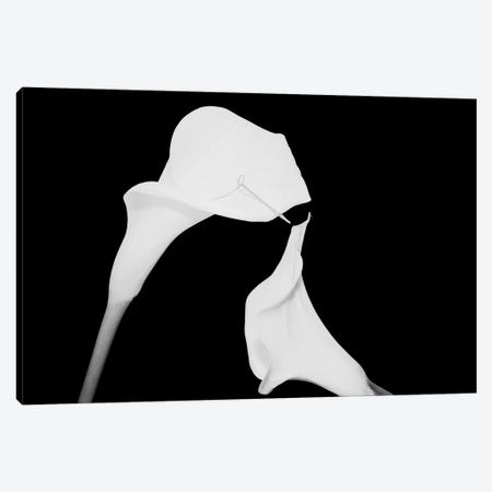 Still Life Shot Of Pierced Calla Lily Flower II Canvas Print #PIM14937} by Panoramic Images Canvas Artwork