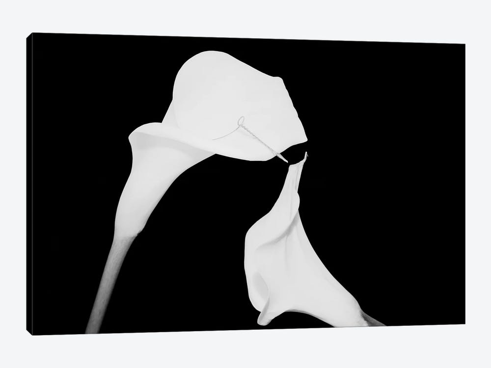 Still Life Shot Of Pierced Calla Lily Flower II by Panoramic Images 1-piece Canvas Art