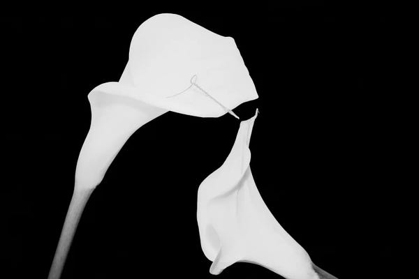 Calla Lilies: Still Life Shot Of Pierced Calla Lily Flower II by Panoramic Images
