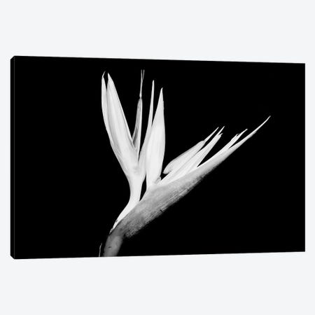 Still-Life Shot Of A Bird Of Paradise Flower Canvas Print #PIM14938} by Panoramic Images Canvas Print