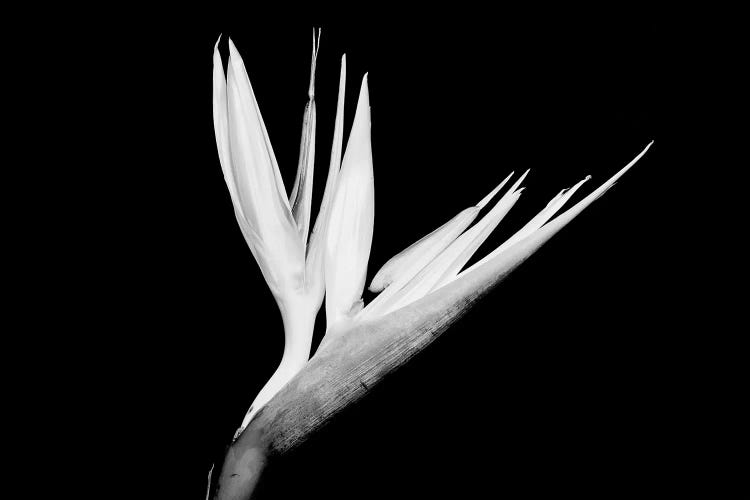 Still-Life Shot Of A Bird Of Paradise Flower