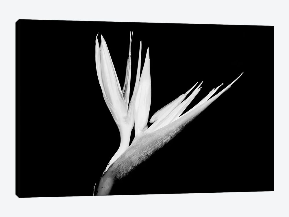 Still-Life Shot Of A Bird Of Paradise Flower by Panoramic Images 1-piece Canvas Art Print