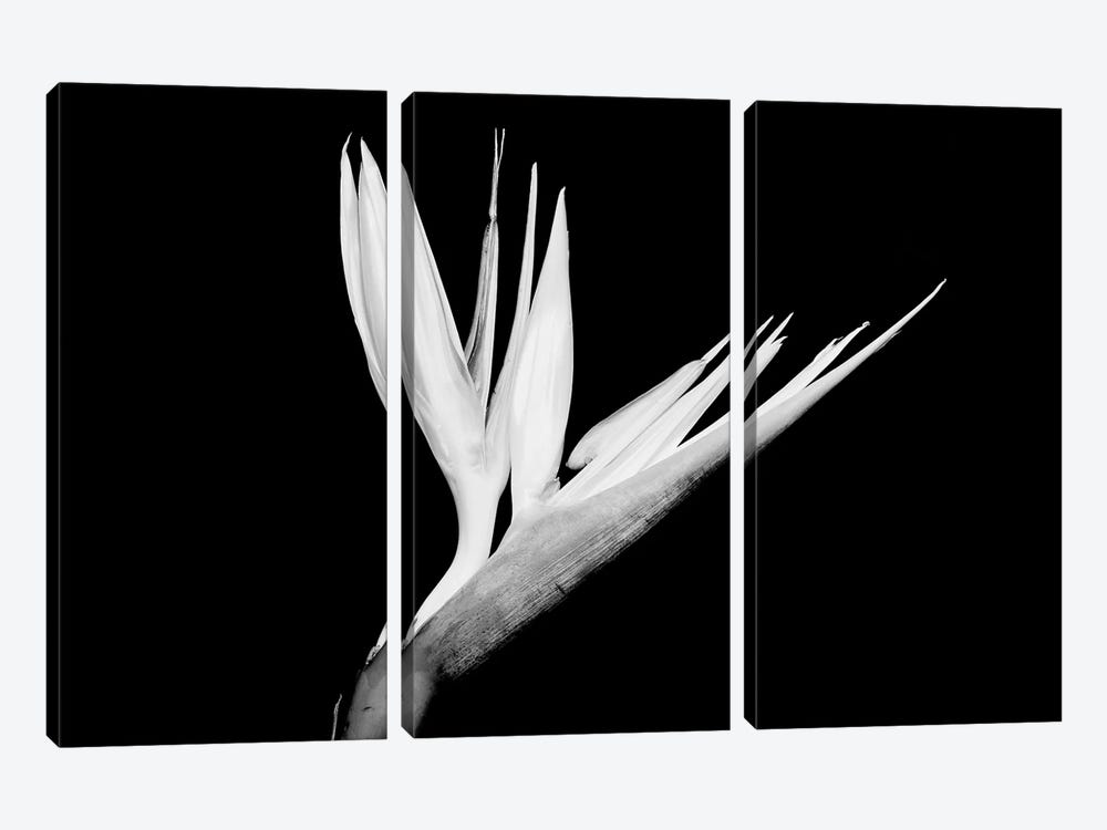 Still-Life Shot Of A Bird Of Paradise Flower by Panoramic Images 3-piece Canvas Print
