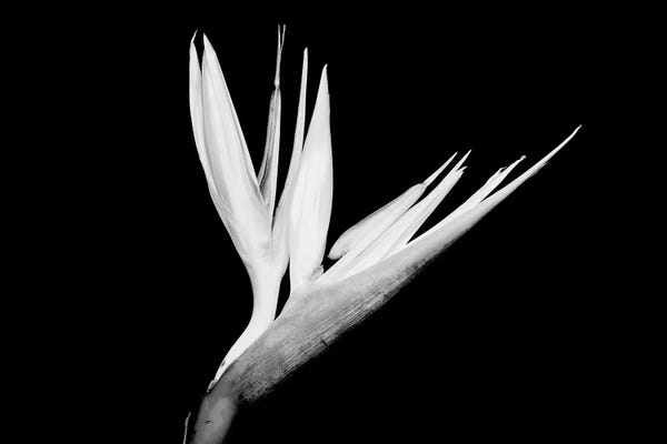 Still-Life Shot Of A Bird Of Paradise Flower