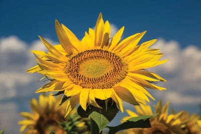 Sunflower Growing In A Field by Panoramic Images framed canvas print