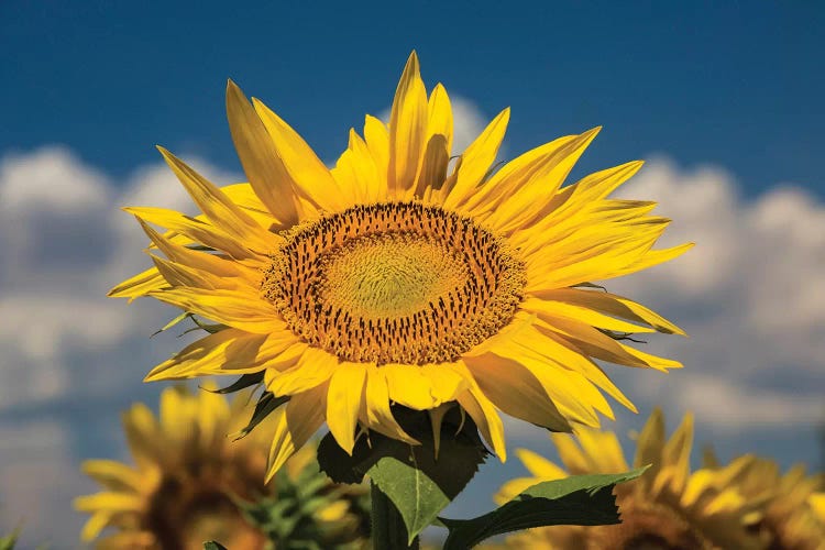 Sunflower Growing In A Field