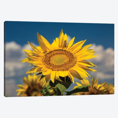 Sunflower Growing In A Field Canvas Print #PIM14941} by Panoramic Images Canvas Artwork