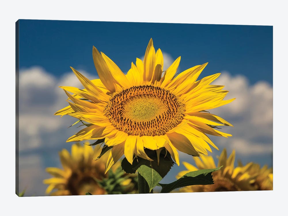 Sunflower Growing In A Field by Panoramic Images 1-piece Canvas Print