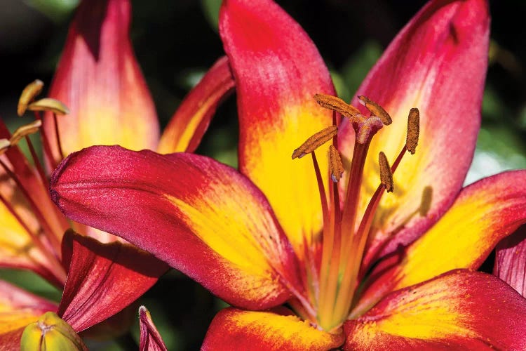 Tiger Lily Flowers