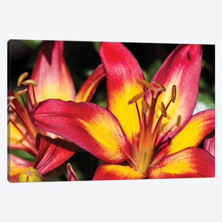 Tiger Lily Flowers Canvas Print #PIM14960} by Panoramic Images Canvas Artwork
