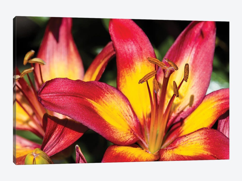 Tiger Lily Flowers by Panoramic Images 1-piece Canvas Wall Art