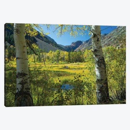 Tree With Mountain Range In The Background, Virginia Lakes, Bishop Creek Canyon, California, USA Canvas Print #PIM14966} by Panoramic Images Art Print